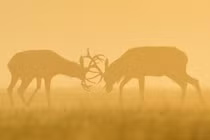 Ảnh động vật tuần qua: Hươu đực quyết chiến ác liệt