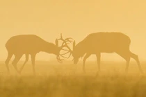 Ảnh động vật tuần qua: Hươu đực quyết chiến ác liệt