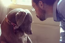 Ấn tượng ảnh thú cưng buồn bã khi chủ đi du lịch