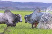 Bò rừng quyết chiến nảy lửa giành bạn tình