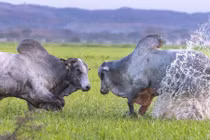 Bò rừng quyết chiến nảy lửa giành bạn tình