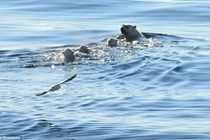 Nín thở xem gấu Bắc Cực mẹ dẫn đàn con bơi vượt biển