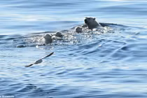 Nín thở xem gấu Bắc Cực mẹ dẫn đàn con bơi vượt biển