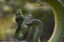 Ếch xanh cả gan cưỡi lên mình rắn