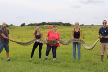 Bắt được trăn khổng lồ cần tới 5 người khiêng 