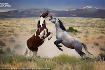 Ảnh thiên nhiên tuyệt đẹp năm 2016 trên National Geographic