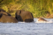 Khi hà mã hung dữ tấn công voi