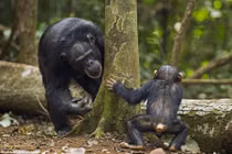 Ngộ nghĩnh cảnh tinh tinh chơi trốn tìm như người