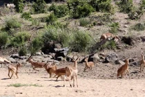 "Soi" báo gấm ngụy trang săn linh dương 