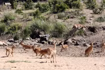 "Soi" báo gấm ngụy trang săn linh dương 