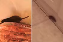 Kinh hãi chuột trong túi đồ thực phẩm ở siêu thị