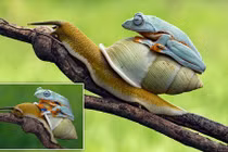 Ếch xanh lười biếng “cưỡi đầu cưỡi cổ” ốc sên quá giang