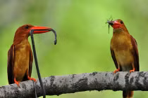 Ảnh động vật tuần qua: Chim bói cá kiếm mồi cho con