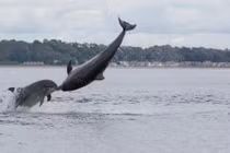 Ảnh động vật tuần: Cá heo tình tứ, chim ó quyết chiến...