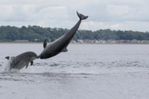 Ảnh động vật tuần: Cá heo tình tứ, chim ó quyết chiến...