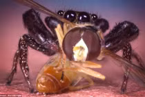 Cận cảnh nhện đói xơi tái ruồi nhà