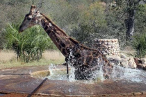 Kịch tính giải cứu hươu cao cổ khỏi giếng nước