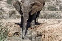 Gay cấn cảnh voi mẹ nỗ lực giải cứu con mắc kẹt