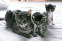 Chết cười gương mặt của những bà mẹ động vật (2)