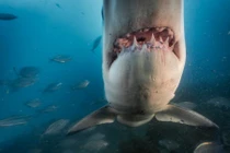 Những hình ảnh đáng sợ về loài cá mập