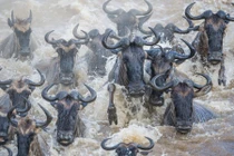 Ảnh động vật tuần: Đối đầu kịch liệt giữa kiến và sâu bướm chúa