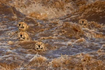 Ảnh động vật: Đàn báo đốm chống chọi với lũ quét ở châu Phi