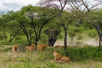 Sư tử hốt hoảng tháo chạy lên cây tránh voi dữ