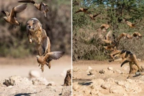 Chó rừng tung tuyệt kỹ phi thân săn gà cát