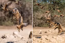 Chó rừng tung tuyệt kỹ phi thân săn gà cát