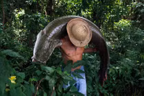 Ảnh động vật: Ngư dân gồng mình vác cá "khủng", voi đè bẹp ô tô...