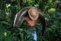 Ảnh động vật: Ngư dân gồng mình vác cá "khủng", voi đè bẹp ô tô...