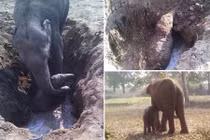 Voi mẹ nỗ lực 11 tiếng cứu con mắc kẹt dưới giếng