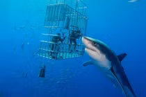 Mạo hiểm lặn cùng cá mập trắng lớn khắp thế giới