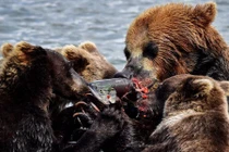 Ảnh động vật tuần: Mẹ con gấu nâu xâu xé cá trên sông 