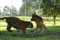 Tình bạn thân thiết hiếm gặp giữa hổ và chó