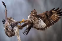 Ảnh động vật tuần: Chim ó không chiến, hươu đỏ "bung lụa"...