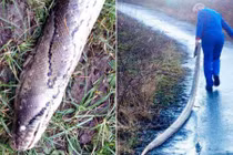 Xác trăn khổng lồ dài hơn 4m gây sốc người đi đường 