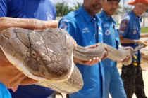 Ảnh động vật: Bắt rắn hổ chúa "khủng", báo "bơ" voi khổng lồ...