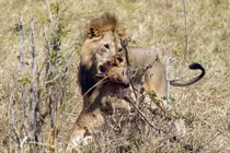 Kinh hãi sư tử đực ăn thịt con bạn tình thị uy