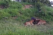 Cặp báo đốm quyết đấu giành “chiến lợi phẩm” lợn lòi