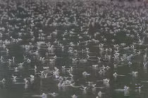 Đẹp mê hồn hàng triệu phù du “yêu nhau” trên sông