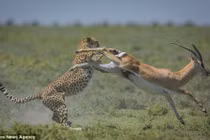 Linh dương tự giải thoát ngoạn mục khỏi nanh vuốt báo gấm