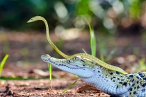 Rắn xanh cả gan cưỡi lên đầu cá sấu du ngoạn