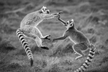 Chết mê vẻ đẹp động vật hoang dã sống trong vườn thú