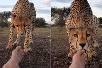 Thót tim xem nhiếp ảnh gia bị báo gấm liếm chân