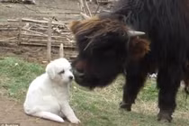 Chó con khước từ làm bạn với bò rừng