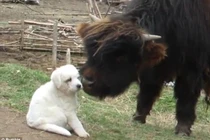 Chó con khước từ làm bạn với bò rừng