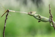 Ảnh động vật tuần: Tắc kè phóng lưỡi bắt chuồn chuồn