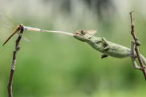 Ảnh động vật tuần: Tắc kè phóng lưỡi bắt chuồn chuồn