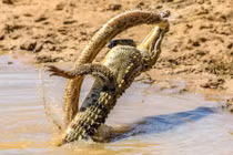 Ảnh động vật tuần: Cá sấu đánh rắn khổng lồ, hổ truy sát sao...